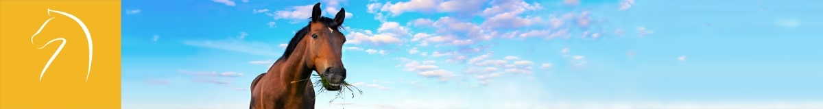 Picture of horse